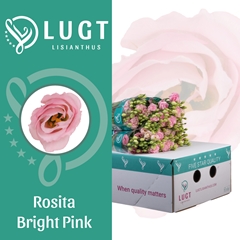 Eus G Rosi Bright Pi 70cm