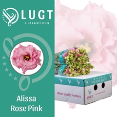 Eust G Alissa Rose Pi 70cm