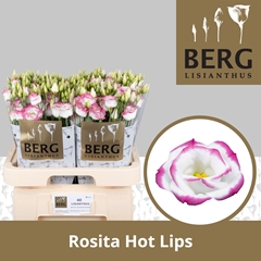Eust E Rosi Hot Lips 70cm