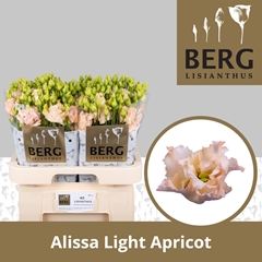 Eust G Alissa Light Apric 70cm