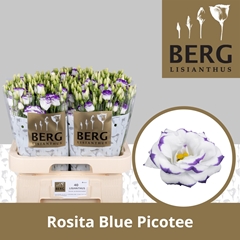 Eus G Rosita Blue Picotee 70cm