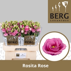 Eust G Rosita Rose P 70cm