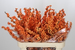 Ilex Winter Gold 80cm