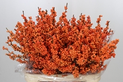 Ilex Winter Gold 80cm