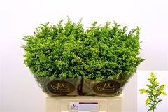 Soli Carzan Glory 60cm