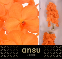 Vanda Na Prin Orange 15cm