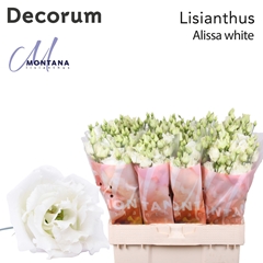Eust G Alissa White 60cm