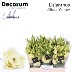 Eust G Alissa Yellow 60cm