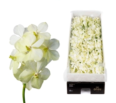 Vanda Tayanee White 20cm