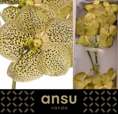 Vanda Su Chee Citron 30cm