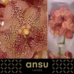 Vanda Su Leop Tanger 25cm