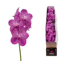 Vanda Su Lipstick 25cm