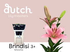 Li La Brindisi 80cm 35+