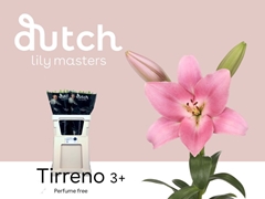 Li La Tirreno 85cm 35+