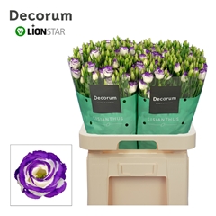 Eus G Rosita Blue Picotee 70cm