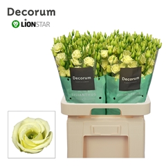 Eust G Rosita Yellow 70cm