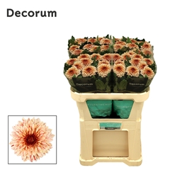 Chr G Pip Salmon 70cm 80gram