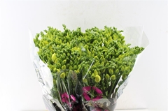 Fr Du Grandeur 54cm 24gram 23