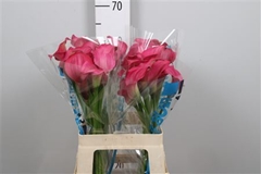 Zanted Zazu 60cm