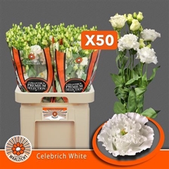 Eus G Celebrich Whit 70cm
