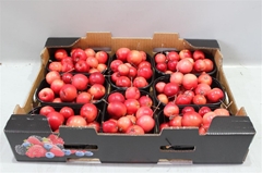 F Malus Red Sentin Bak X8