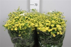 Tana Pa Amazone 65cm 23