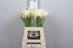 Zant Bridal Bliss 60cm