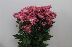 Chr T Serenity 70cm 80gram