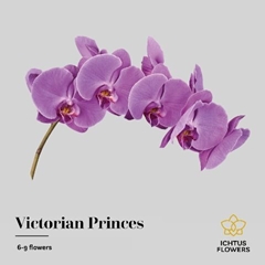 Phal T Victo Princes 55cm