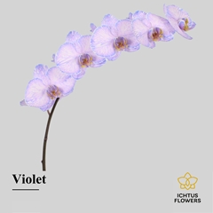 Phal Other Per Tak 55cm