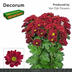 Chr T Mexicano 70cm 75gram