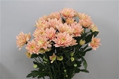 Chr T Baltica Salmon 70cm 95gram