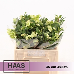 Helleb Winterbells 35cm