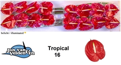 Anth A Tropical 55cm 11cm Ø
