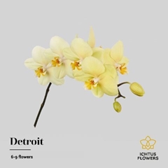 Phal Detroit 45cm