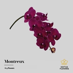 Phal Montreux 45cm