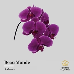 Phal Beau Monde 55cm