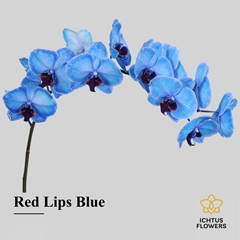 Phal Other Per Tak 55cm