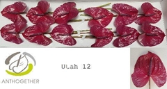 Anth A Utah -OOST- 13cm Ø
