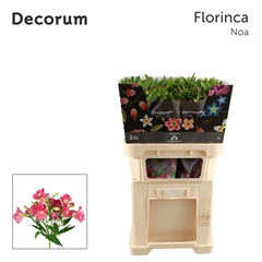 Alstr Fl Noa 75cm 17+