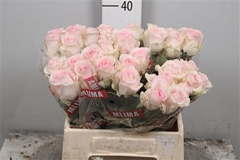 R Gr Revival Sweet 40cm