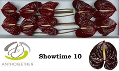 Anth A Showtime-oost- 15cm Ø