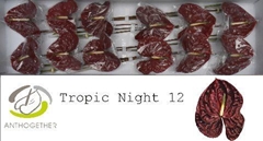 Anth A Tropic Night 13cm Ø