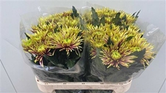 Chr G Tula 80cm 85gram