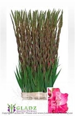 Glad Gr Fairyta Pink 130cm 170gram