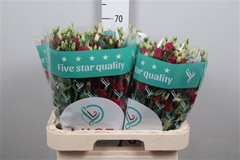 Eust G Arosa Red 70cm
