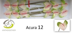 Anth A Acura 13cm Ø