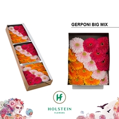 Ge Gb Gerp Bi Gem Ry 45cm 10cm Ø