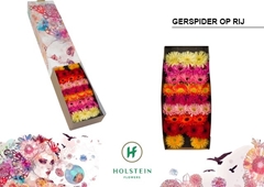Germini Gersp Diamond Op Ri 45cm 7cm Ø