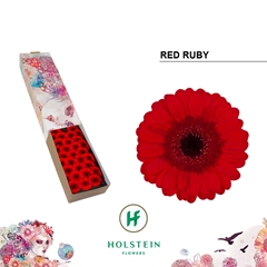 Germini Red Ruby 45cm 7cm Ø